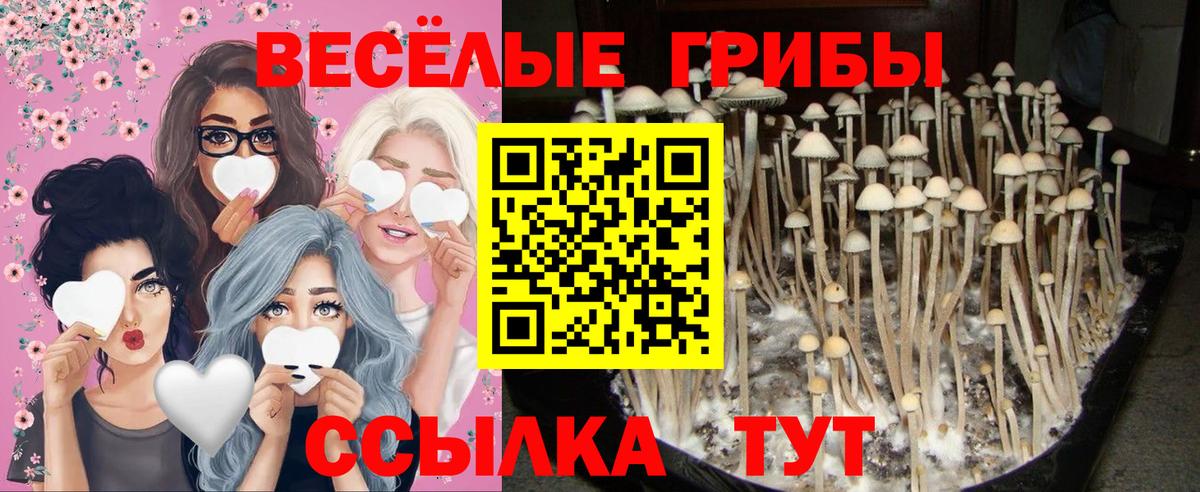 Псилоцибиновые грибы Psilocybine cubensis  Вход с VPN  Первоуральск 